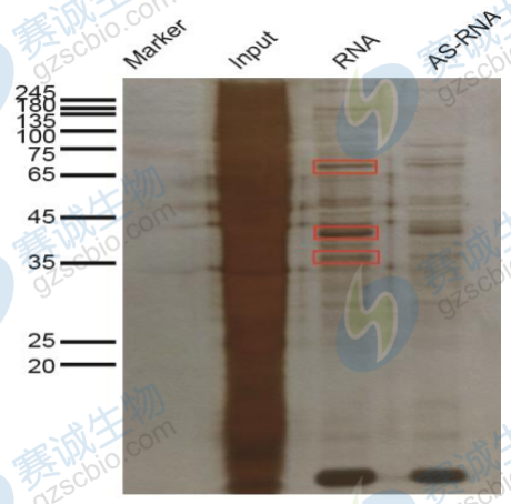 1508139794190054719.png RNA pull-down銀染圖.png