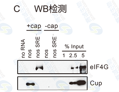 1508139817756026005.png RNA pull-down的WB檢測(cè).png