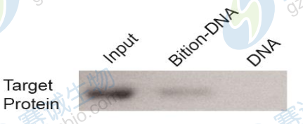 1508140062771048769.png DNA pull-down結(jié)果WB.png