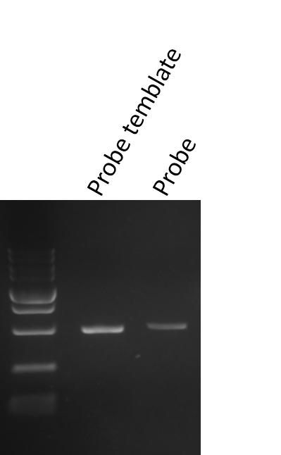 1508141436792083503.png RNA-FISH探針跑膠.png