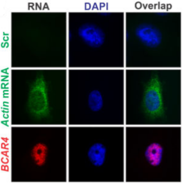 1508141451130035132.png RNA FISH結(jié)果.png