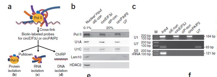 1542333331896082558.jpg ChIRP-circRNA-Protein.jpg