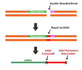 1552381981170033495.png 3.1.2CRISPR-Cas9作用機(jī)制①.png