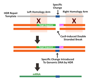 1552382012680044355.png 3.1.2CRISPR-Cas9作用機(jī)制②.png