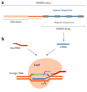 1552439325312082102.png 3.1CRISPR-Cas9系統(tǒng).png
