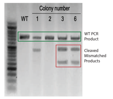 1552440343415005741.png 3.1.4CRISPR-Cas9基因敲除系統(tǒng)②.png