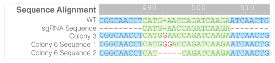 1552440640324073567.png 3.1.4CRISPR-Cas9基因敲除系統(tǒng)③.png