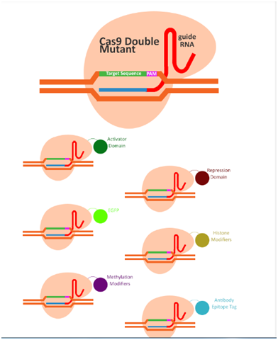 1552445216089024563.png 3.2CRISPR-dCas9系統(tǒng).png
