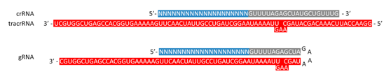 1552459342617057345.png 3.3.1gRNA設(shè)計(jì)①.png
