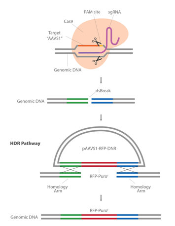 1553046761333088039.png 3.1.5CRISPR-Cas9基因敲入系統(tǒng)①.png