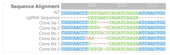 1553049158388036643.png 3.1.4CRISPR-Cas9基因敲除系統(tǒng)④.png
