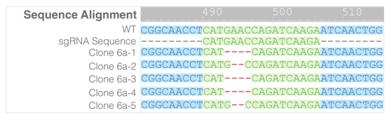 1553049183069046066.png 3.1.4CRISRP-Cas9基因敲除系統(tǒng)⑤.png